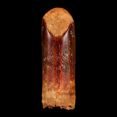 1.4" Rebbachisaurus Sauropod Fossil Tooth Early Cretaceous Dinosaur COA, Display