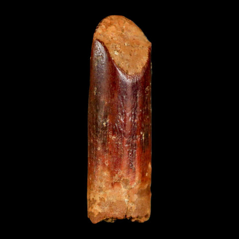 1.4" Rebbachisaurus Sauropod Fossil Tooth Early Cretaceous Dinosaur COA, Display - Fossil Age Minerals