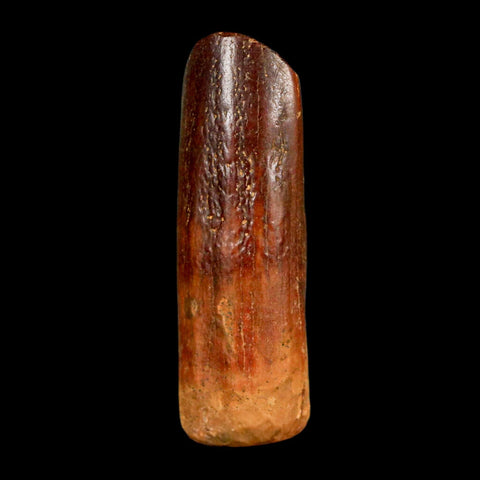 1.4" Rebbachisaurus Sauropod Fossil Tooth Early Cretaceous Dinosaur COA, Display - Fossil Age Minerals