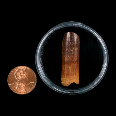 1.4" Rebbachisaurus Sauropod Fossil Tooth Early Cretaceous Dinosaur COA, Display - Fossil Age Minerals