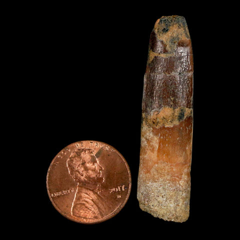 1.8" Rebbachisaurus Sauropod Fossil Tooth Early Cretaceous Dinosaur COA, Display - Fossil Age Minerals