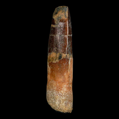 1.8" Rebbachisaurus Sauropod Fossil Tooth Early Cretaceous Dinosaur COA, Display - Fossil Age Minerals