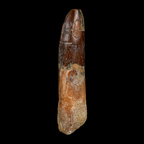 1.8" Rebbachisaurus Sauropod Fossil Tooth Early Cretaceous Dinosaur COA, Display - Fossil Age Minerals