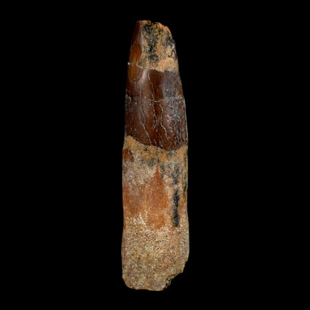 1.8" Rebbachisaurus Sauropod Fossil Tooth Early Cretaceous Dinosaur COA, Display