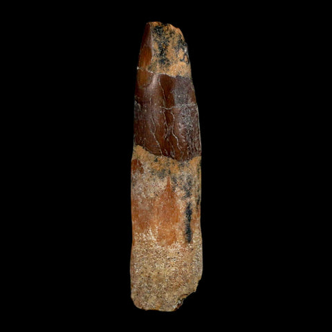 1.8" Rebbachisaurus Sauropod Fossil Tooth Early Cretaceous Dinosaur COA, Display - Fossil Age Minerals