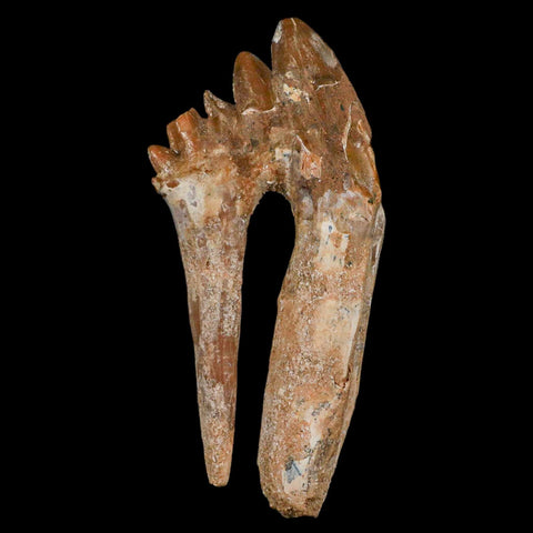 XL 4" Basilosaurus Tooth Rooted Prehistoric Whale 34 Mil Yrs Old Late Eocene COA - Fossil Age Minerals