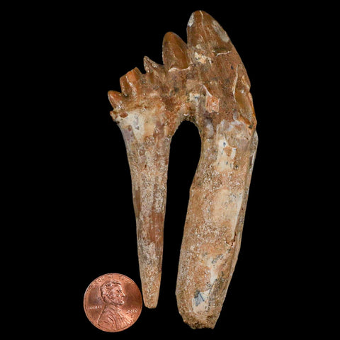 XL 4" Basilosaurus Tooth Rooted Prehistoric Whale 34 Mil Yrs Old Late Eocene COA - Fossil Age Minerals