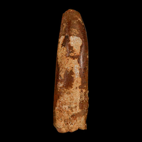 1.9" Rebbachisaurus Sauropod Fossil Tooth Early Cretaceous Dinosaur COA, Display - Fossil Age Minerals