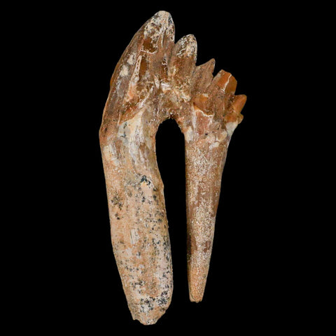 XL 4" Basilosaurus Tooth Rooted Prehistoric Whale 34 Mil Yrs Old Late Eocene COA - Fossil Age Minerals