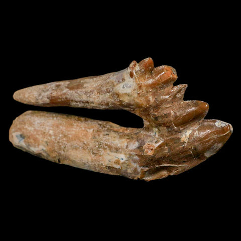 XL 4" Basilosaurus Tooth Rooted Prehistoric Whale 34 Mil Yrs Old Late Eocene COA - Fossil Age Minerals