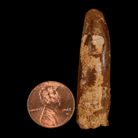 1.9" Rebbachisaurus Sauropod Fossil Tooth Early Cretaceous Dinosaur COA, Display - Fossil Age Minerals