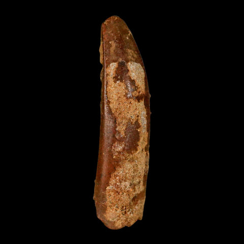 1.9" Rebbachisaurus Sauropod Fossil Tooth Early Cretaceous Dinosaur COA, Display - Fossil Age Minerals
