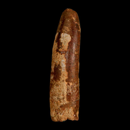 1.9" Rebbachisaurus Sauropod Fossil Tooth Early Cretaceous Dinosaur COA, Display