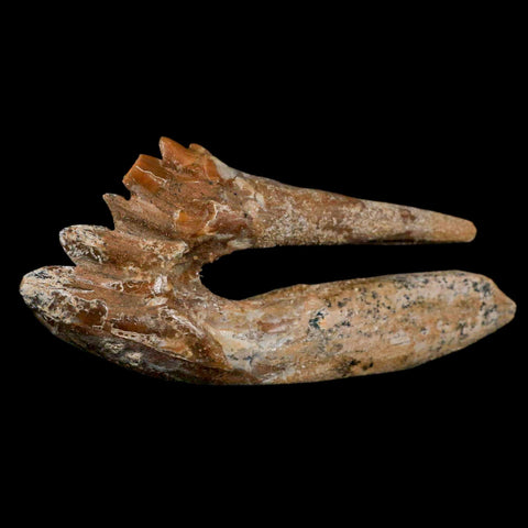 XL 4" Basilosaurus Tooth Rooted Prehistoric Whale 34 Mil Yrs Old Late Eocene COA - Fossil Age Minerals