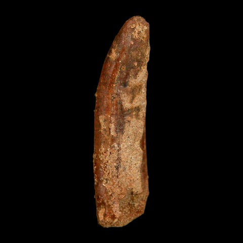 1.9" Rebbachisaurus Sauropod Fossil Tooth Early Cretaceous Dinosaur COA, Display - Fossil Age Minerals