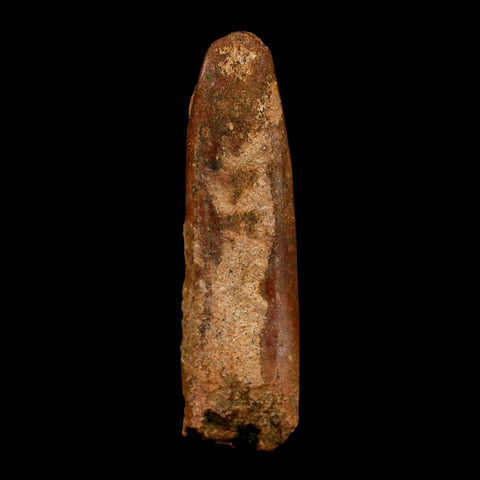 1.9" Rebbachisaurus Sauropod Fossil Tooth Early Cretaceous Dinosaur COA, Display - Fossil Age Minerals