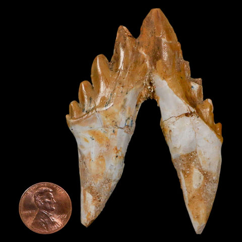 3.1" Basilosaurus Tooth Rooted Prehistoric Whale 34 Mil Yrs Old Late Eocene COA - Fossil Age Minerals