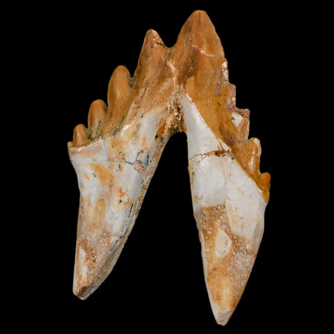 3.1" Basilosaurus Tooth Rooted Prehistoric Whale 34 Mil Yrs Old Late Eocene COA - Fossil Age Minerals