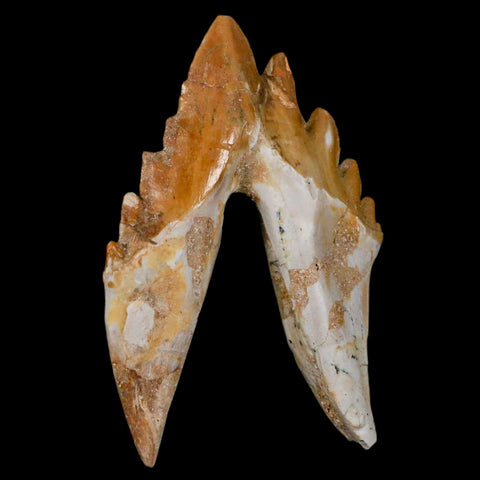 3.1" Basilosaurus Tooth Rooted Prehistoric Whale 34 Mil Yrs Old Late Eocene COA - Fossil Age Minerals