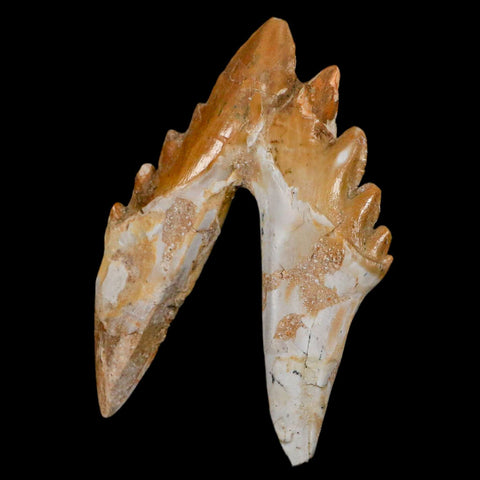 3.1" Basilosaurus Tooth Rooted Prehistoric Whale 34 Mil Yrs Old Late Eocene COA - Fossil Age Minerals