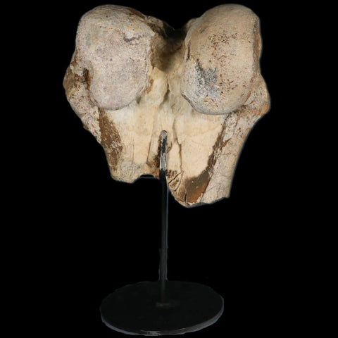 6" Brontotherium Fossil Limb Bone Eocene Age White River Badlands SD Titanothere - Fossil Age Minerals