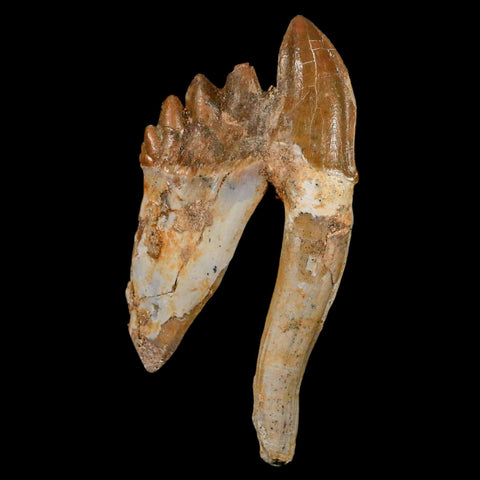 3.4" Basilosaurus Tooth Rooted Prehistoric Whale 34 Mil Yrs Old Late Eocene COA - Fossil Age Minerals