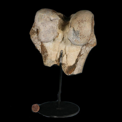 6" Brontotherium Fossil Limb Bone Eocene Age White River Badlands SD Titanothere - Fossil Age Minerals