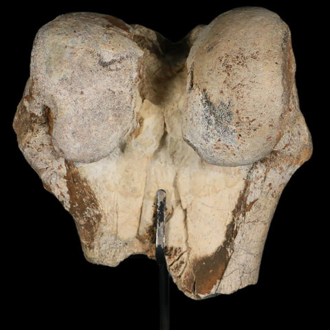 6" Brontotherium Fossil Limb Bone Eocene Age White River Badlands SD Titanothere - Fossil Age Minerals