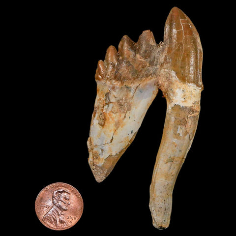 3.4" Basilosaurus Tooth Rooted Prehistoric Whale 34 Mil Yrs Old Late Eocene COA - Fossil Age Minerals