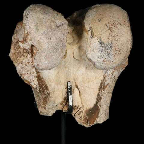 6" Brontotherium Fossil Limb Bone Eocene Age White River Badlands SD Titanothere - Fossil Age Minerals