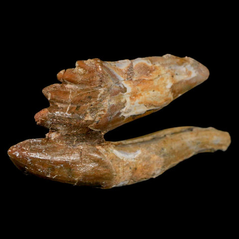 3.4" Basilosaurus Tooth Rooted Prehistoric Whale 34 Mil Yrs Old Late Eocene COA - Fossil Age Minerals