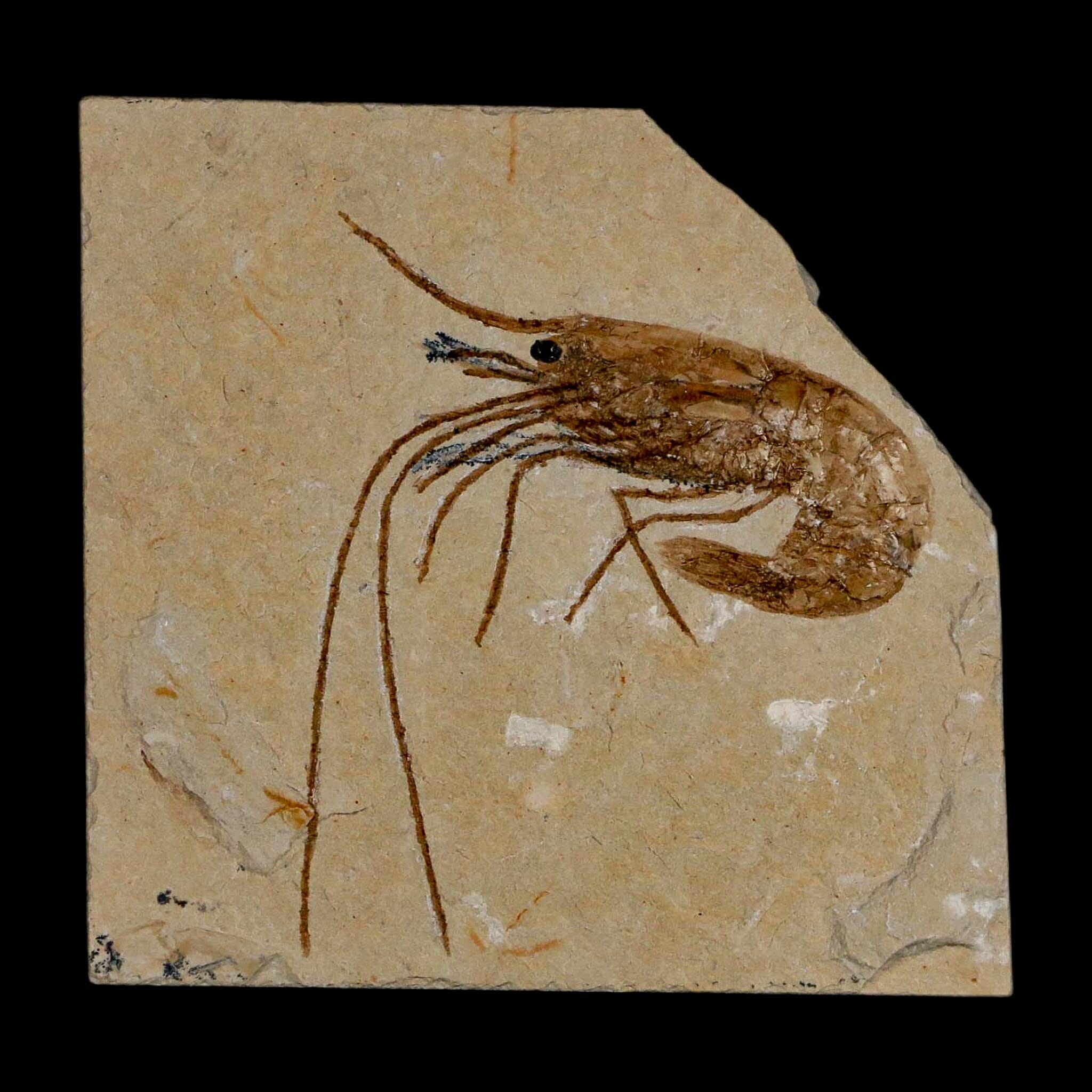 2" Fossil Shrimp Carpopenaeus Cretaceous Age 100 Mil Yrs Old Lebanon COA - Fossil Age Minerals