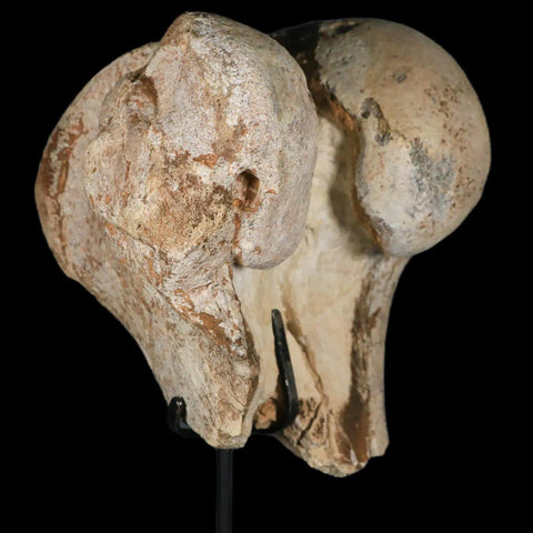 6" Brontotherium Fossil Limb Bone Eocene Age White River Badlands SD Titanothere - Fossil Age Minerals