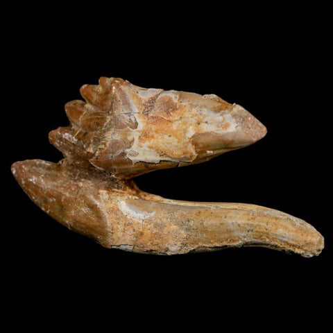 3.4" Basilosaurus Tooth Rooted Prehistoric Whale 34 Mil Yrs Old Late Eocene COA - Fossil Age Minerals