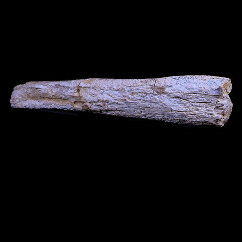 12.9" Columbian Mammoth Mammuthus Columbi Fossil Rib Bone Pleistocene Age TX - Fossil Age Minerals