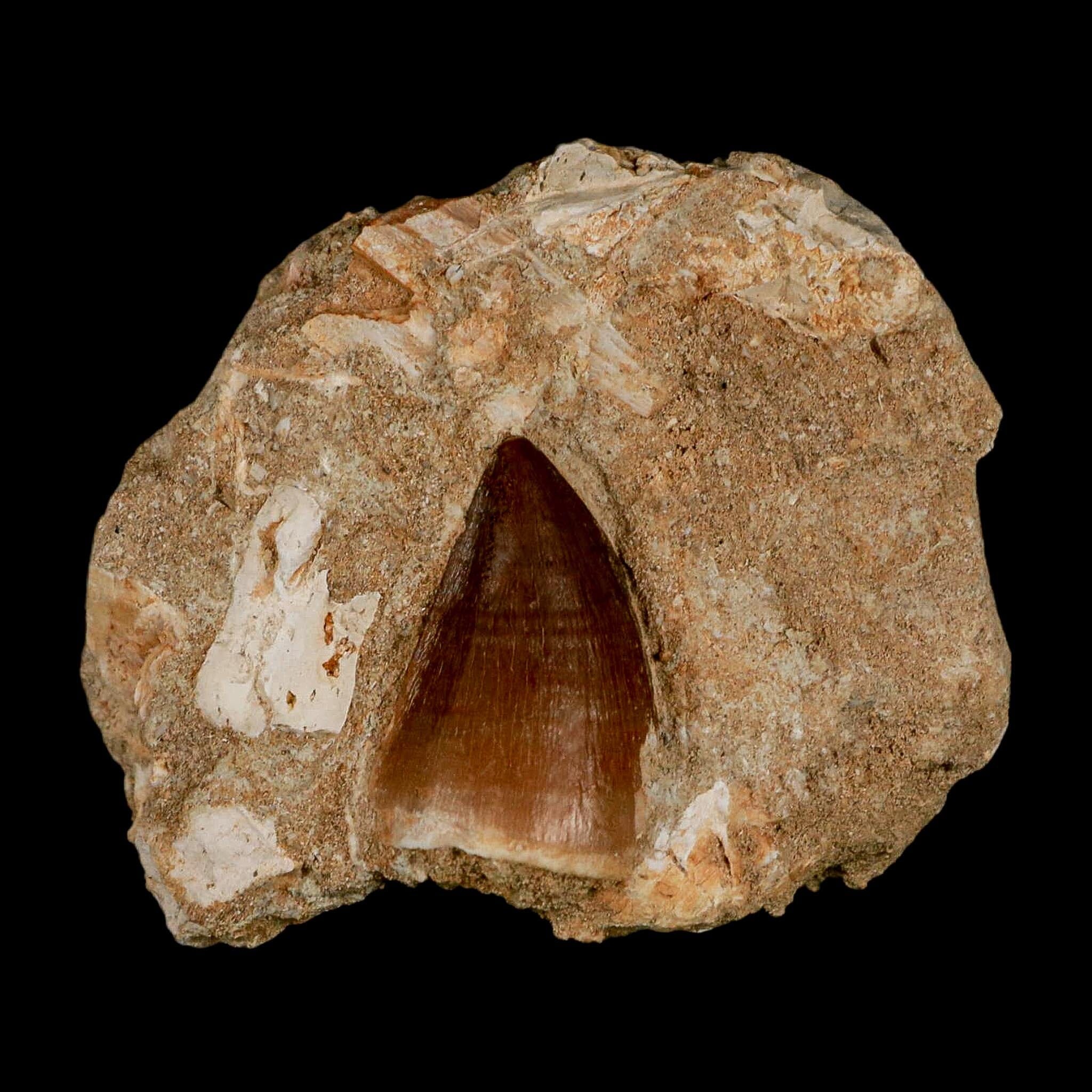 1.3" Mosasaur Prognathodon Fossil Tooth In Matrix Cretaceous Dinosaur Era COA - Fossil Age Minerals