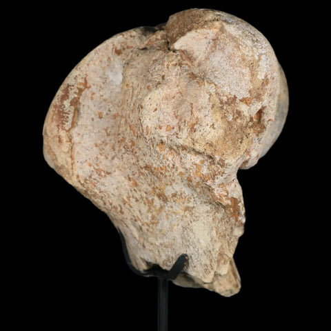 6" Brontotherium Fossil Limb Bone Eocene Age White River Badlands SD Titanothere - Fossil Age Minerals