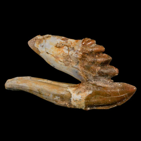 3.4" Basilosaurus Tooth Rooted Prehistoric Whale 34 Mil Yrs Old Late Eocene COA - Fossil Age Minerals