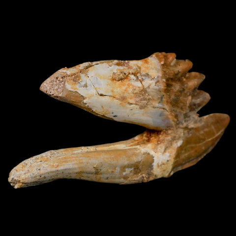 3.4" Basilosaurus Tooth Rooted Prehistoric Whale 34 Mil Yrs Old Late Eocene COA - Fossil Age Minerals