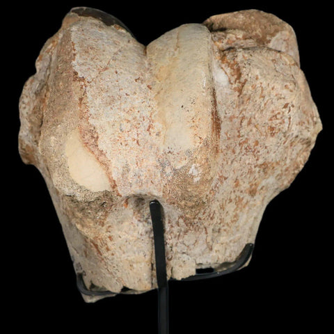 6" Brontotherium Fossil Limb Bone Eocene Age White River Badlands SD Titanothere - Fossil Age Minerals