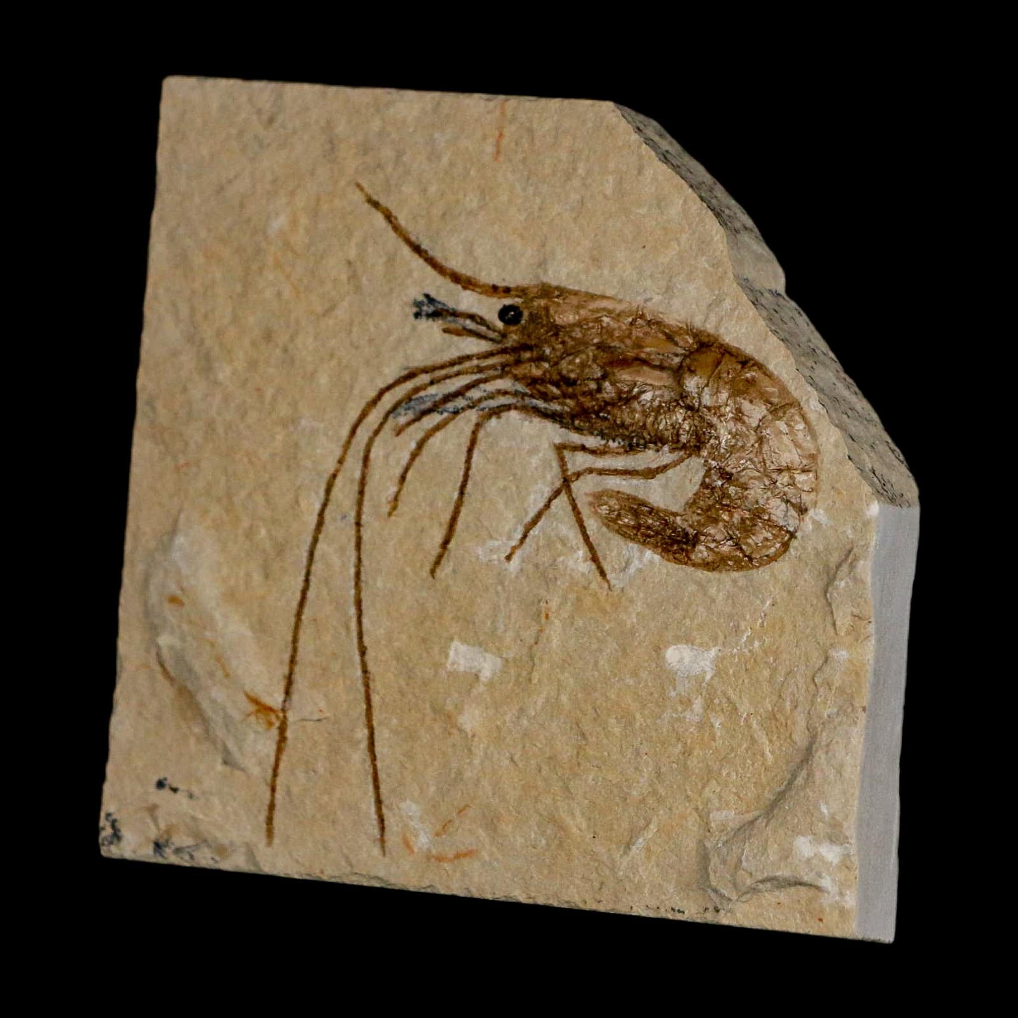 2" Fossil Shrimp Carpopenaeus Cretaceous Age 100 Mil Yrs Old Lebanon COA - Fossil Age Minerals