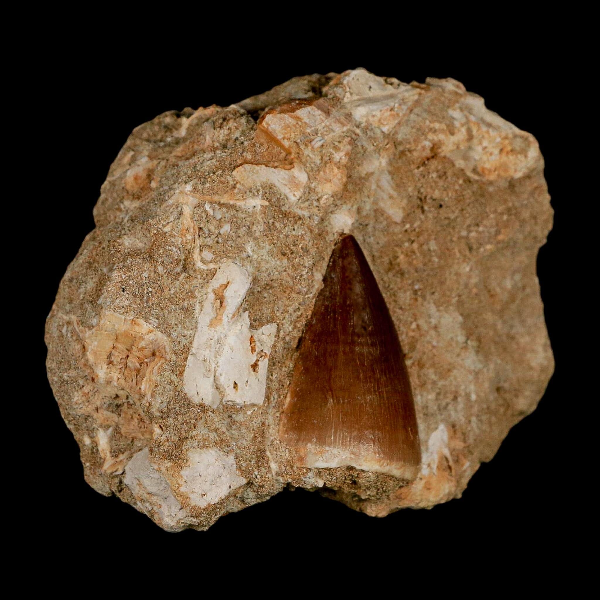 1.3" Mosasaur Prognathodon Fossil Tooth In Matrix Cretaceous Dinosaur Era COA - Fossil Age Minerals