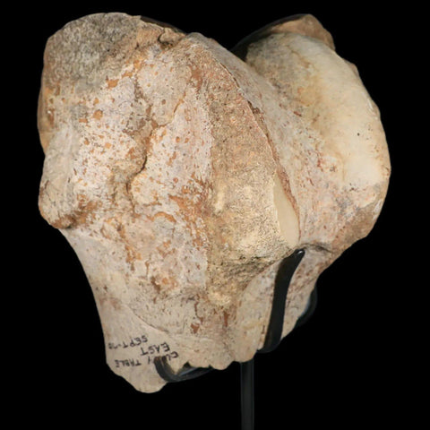 6" Brontotherium Fossil Limb Bone Eocene Age White River Badlands SD Titanothere - Fossil Age Minerals