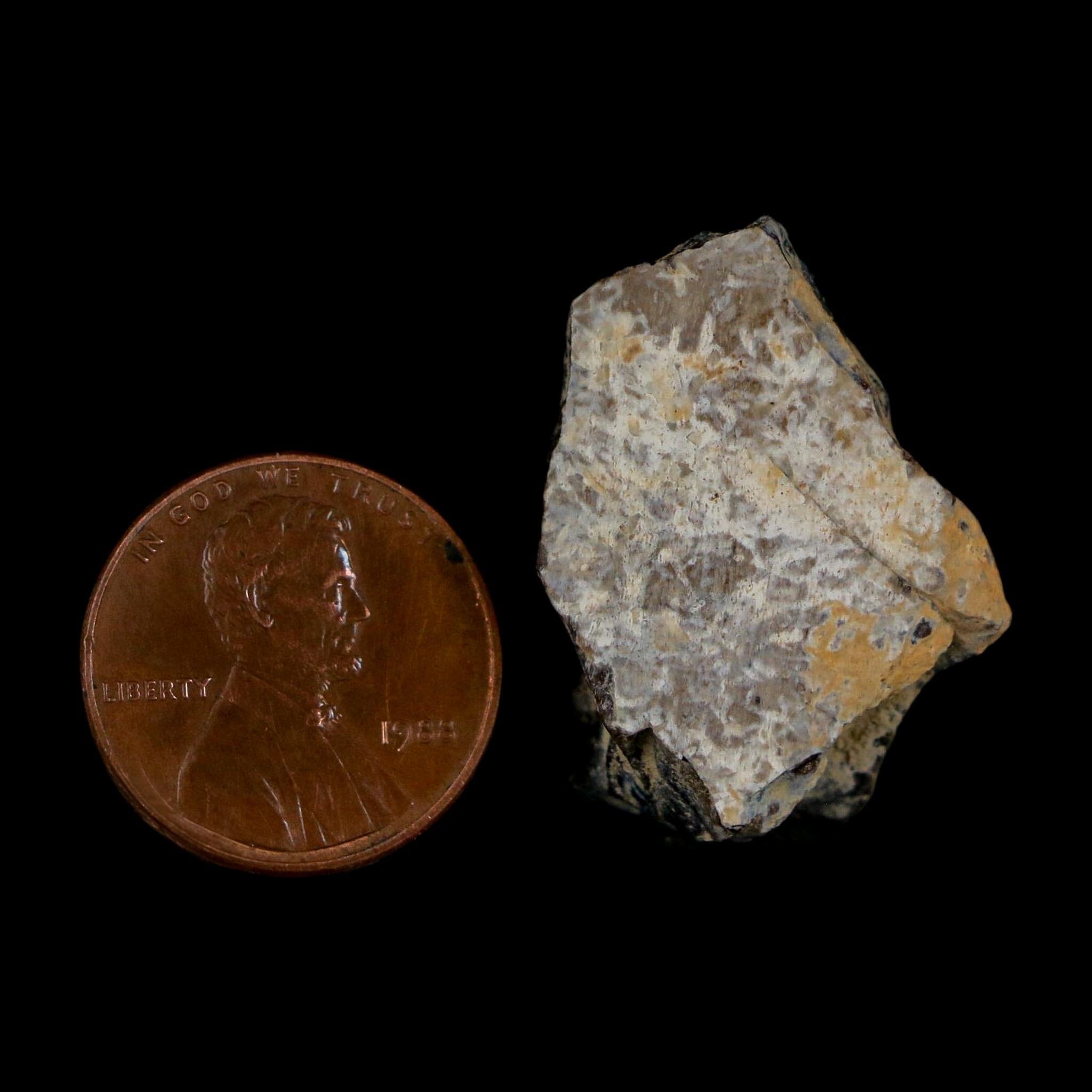 1.2" Tyrannosaurus Rex Fossil Bone Dinosaur Lance Creek Formation Wyoming COA - Fossil Age Minerals