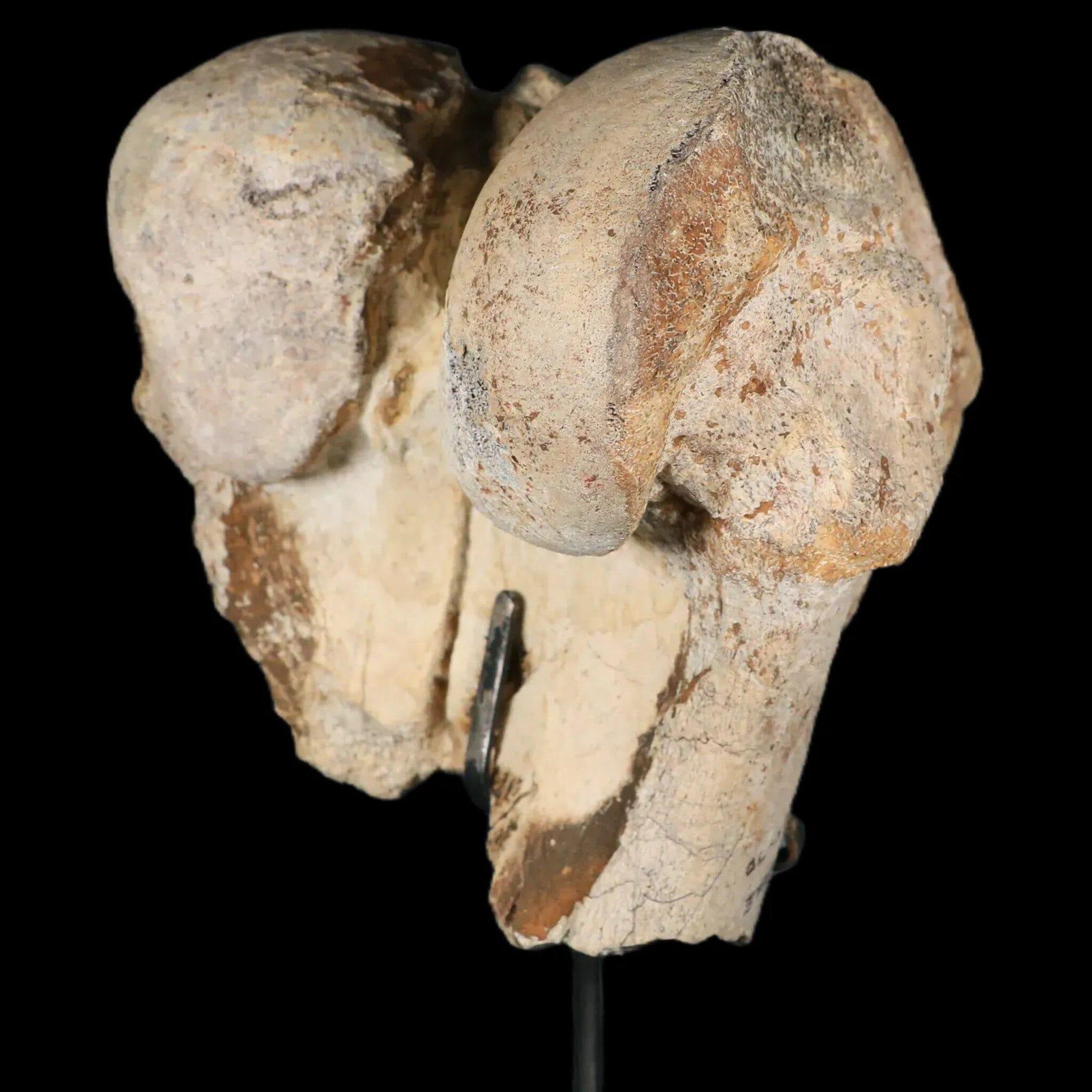 6" Brontotherium Fossil Limb Bone Eocene Age White River Badlands SD Titanothere - Fossil Age Minerals