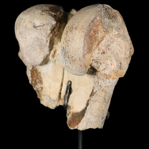 6" Brontotherium Fossil Limb Bone Eocene Age White River Badlands SD Titanothere - Fossil Age Minerals