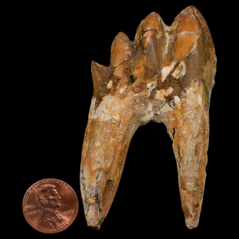 3.1" Basilosaurus Tooth Rooted Prehistoric Whale 34 Mil Yrs Old Late Eocene COA - Fossil Age Minerals