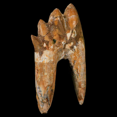 3.1" Basilosaurus Tooth Rooted Prehistoric Whale 34 Mil Yrs Old Late Eocene COA - Fossil Age Minerals