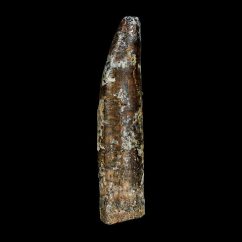 1.7" Rebbachisaurus Sauropod Fossil Tooth Early Cretaceous Dinosaur COA, Display - Fossil Age Minerals