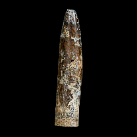 1.7" Rebbachisaurus Sauropod Fossil Tooth Early Cretaceous Dinosaur COA, Display - Fossil Age Minerals